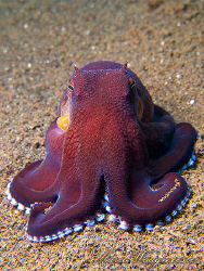 Octopus portrait (Octopus marginatus) - Puri Jati, Bali (... by Marco Waagmeester 